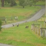 Kangaroo Valley